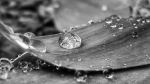 Raindrops In Black And White